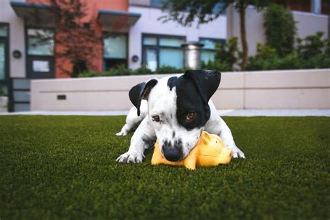 downtown dogs minneapolis|5 Pawesome Indoor Dog Parks in Minnesota .